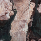 Artistic Tile Cherry Blossom Extra Marble Slab 3/4" Polished Stone